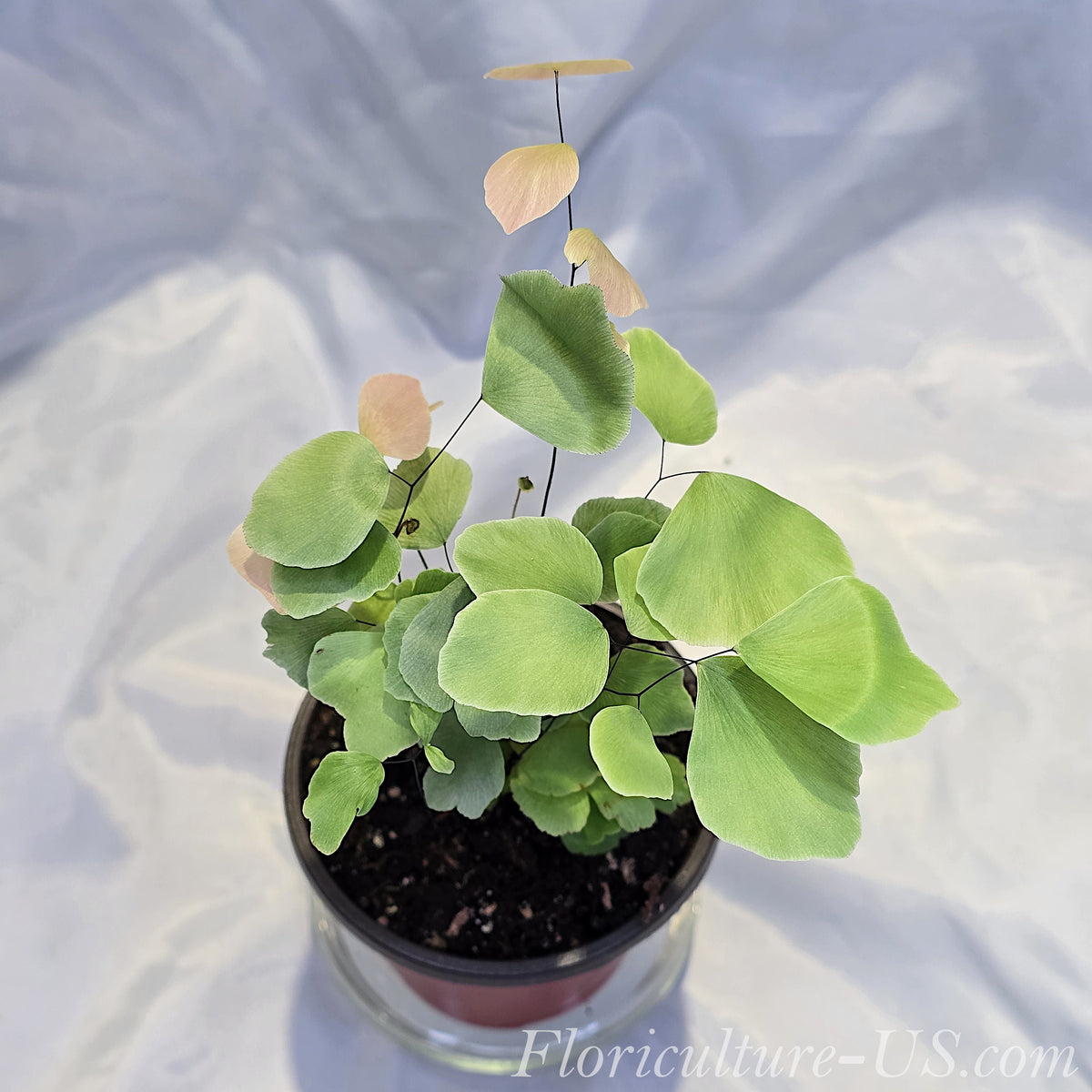 Top-down view of a healthy Adiantum Peruvianum fern showing its large circular leaves in a pot.
