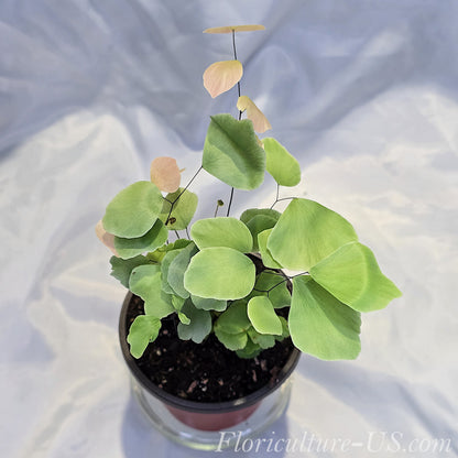 Top-down view of a healthy Adiantum Peruvianum fern showing its large circular leaves in a pot.