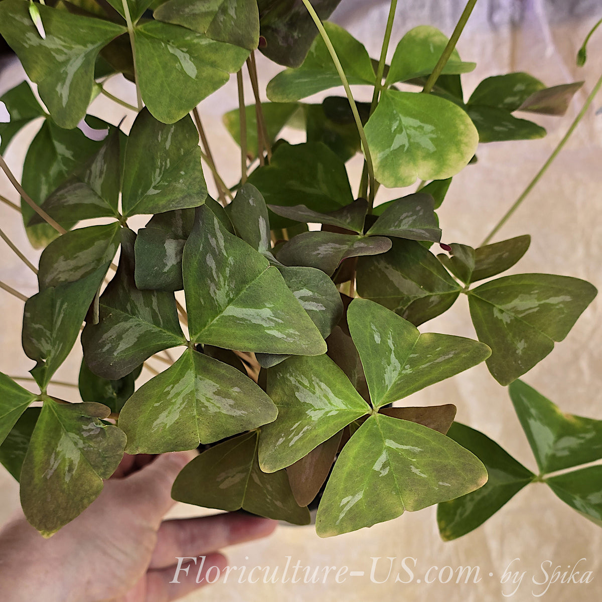 Top view of the dense, trifoliate foliage of a False Shamrock Green Fanny variety showing unique silver butterfly variegation.