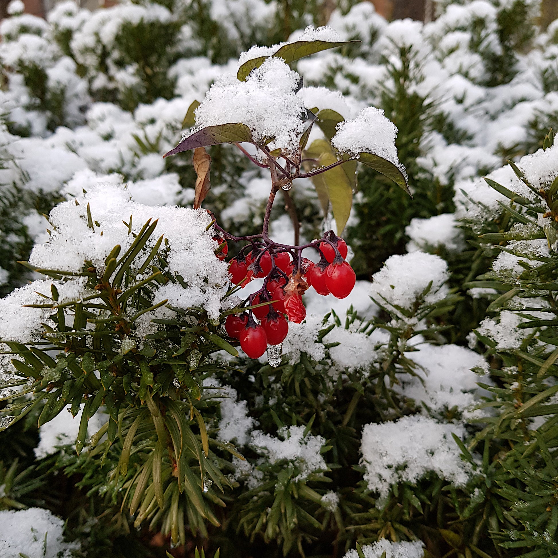Cold-hardy Solanum dulcamara Bittersweet Nightshade red berries covered in fresh winter snow