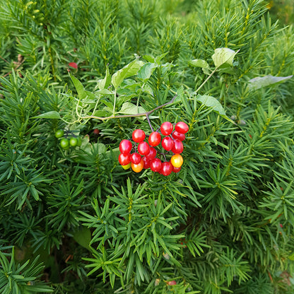 Glossy nightshade berries maturing from green to vibrant red on a vine