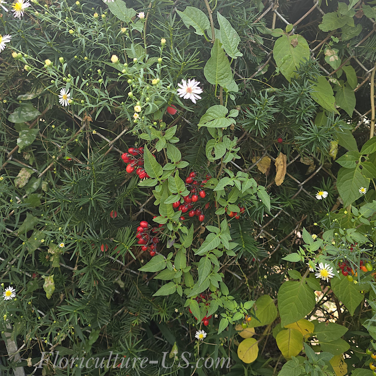 Solanum dulcamara Bittersweet Nightshade vine with red berries climbing a chain-link fence