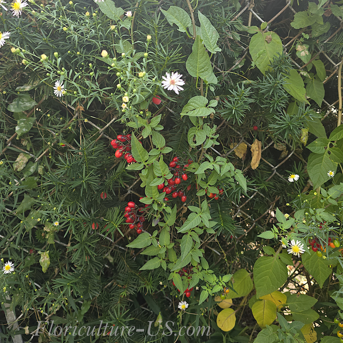 Solanum dulcamara Bittersweet Nightshade vine with red berries climbing a chain-link fence