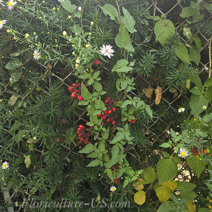 Solanum dulcamara Bittersweet Nightshade vine with red berries climbing a chain-link fence