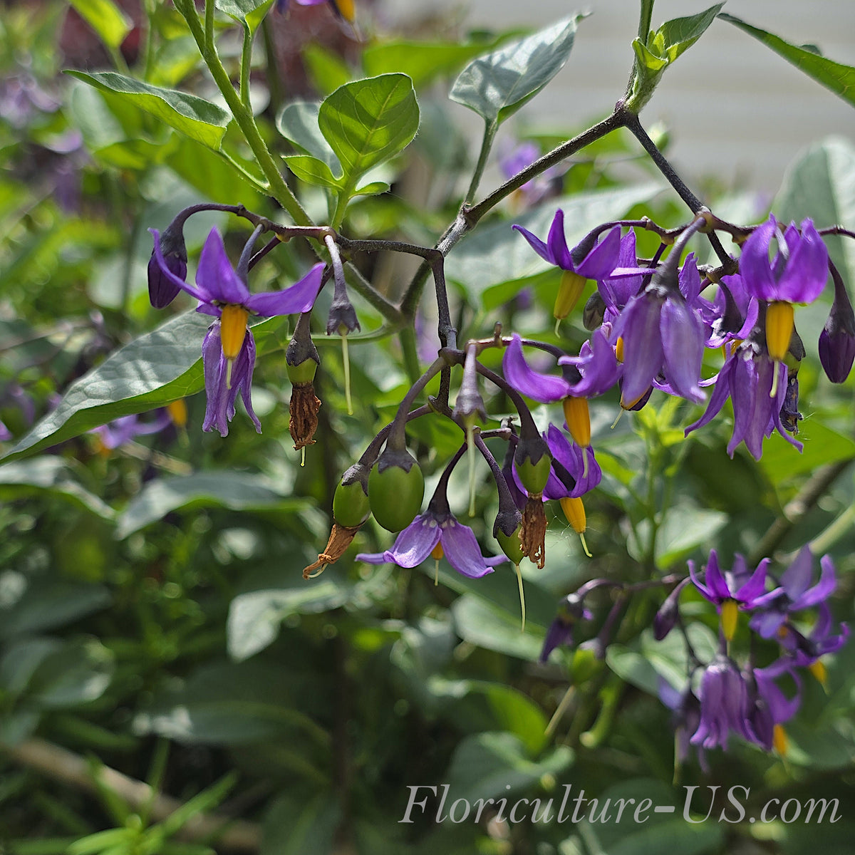 Close-up shot of star-shaped purple flowers of Bittersweet Nightshade plant