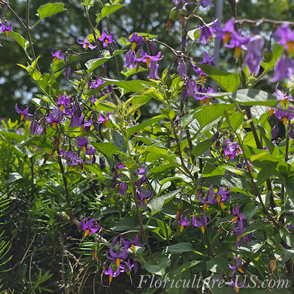 Solanum dulcamara Bittersweet Nightshade plant growing in an outdoor nursery