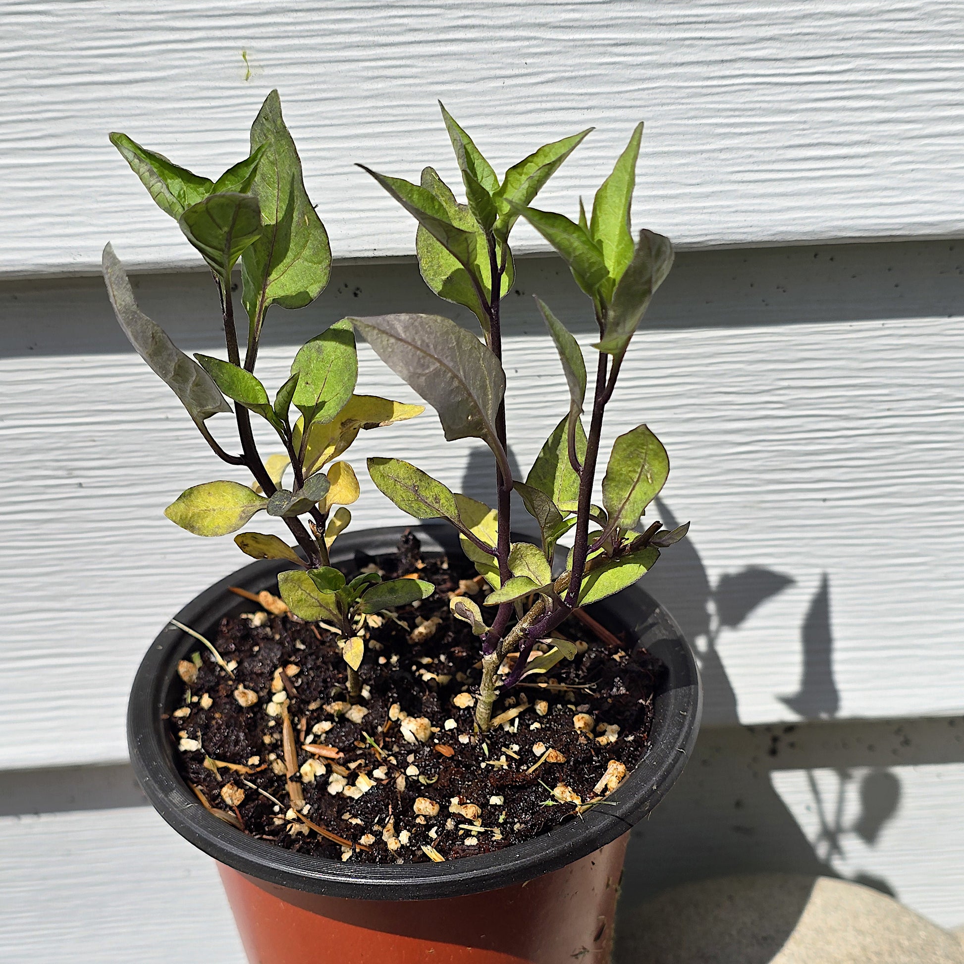 Potted live plant of Solanum dulcamara Bittersweet Nightshade with green leaves