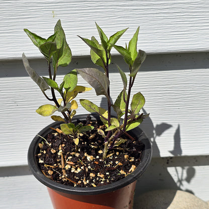 Potted live plant of Solanum dulcamara Bittersweet Nightshade with green leaves