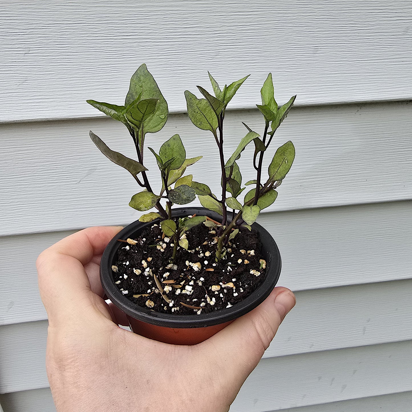 Young live Solanum dulcamara Bittersweet Nightshade starter plants growing in a pot