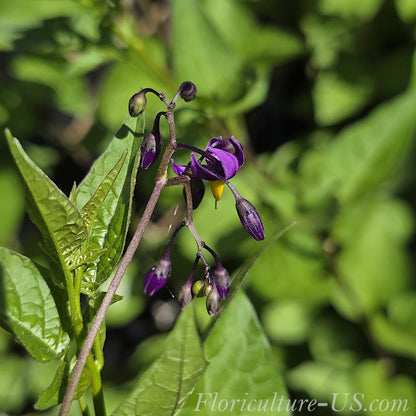 Unopened purple flower buds on a live Bittersweet Nightshade plant
