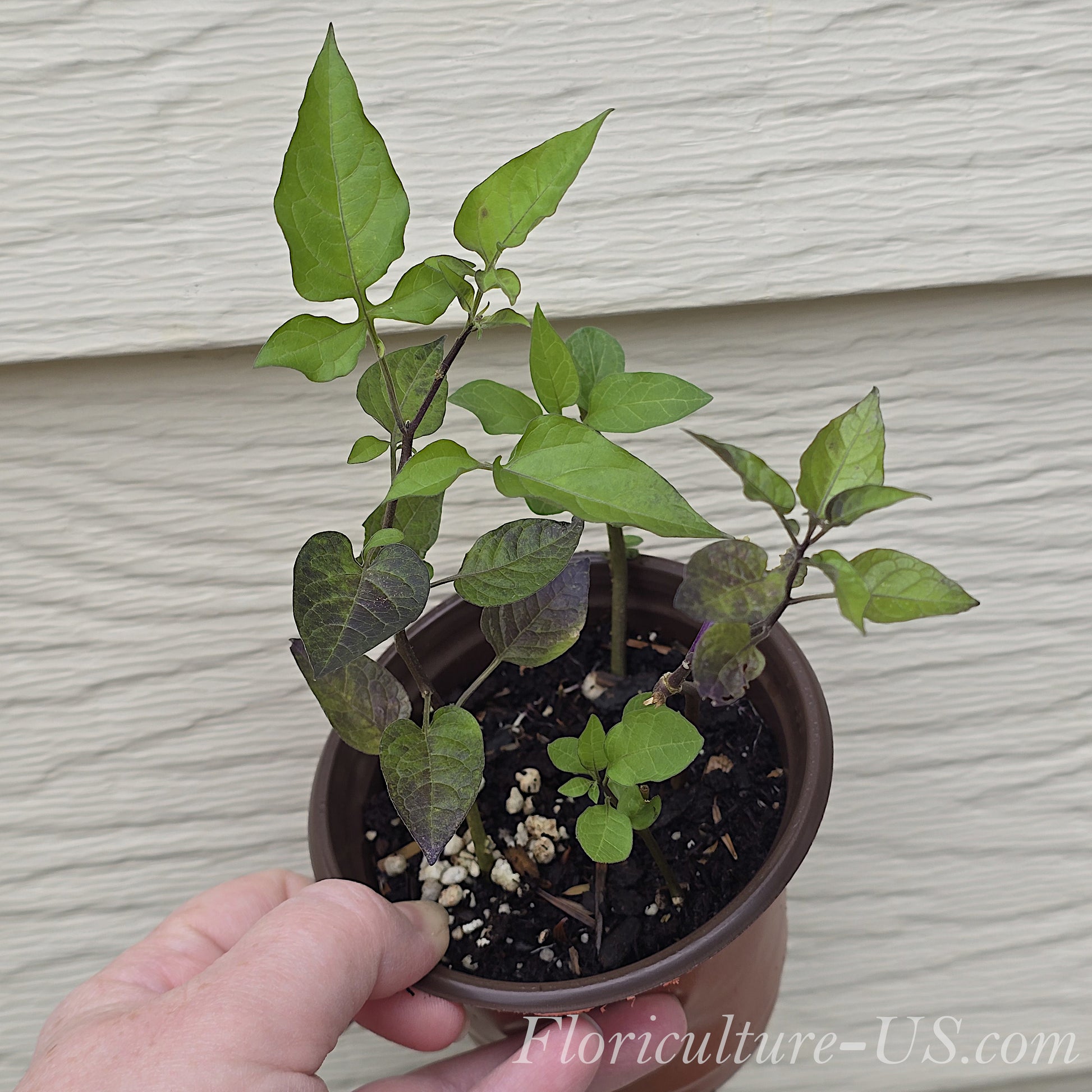 Potted live plant of Solanum dulcamara Bittersweet Nightshade with green leaves