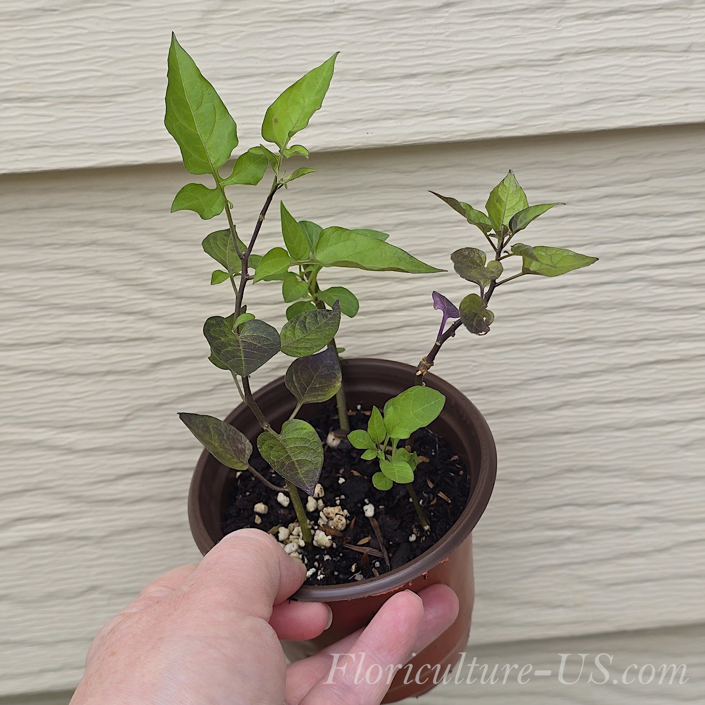 Bittersweet Nightshade plant in a nursery pot showing actual product size