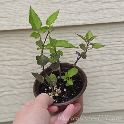 Bittersweet Nightshade plant in a nursery pot showing actual product size