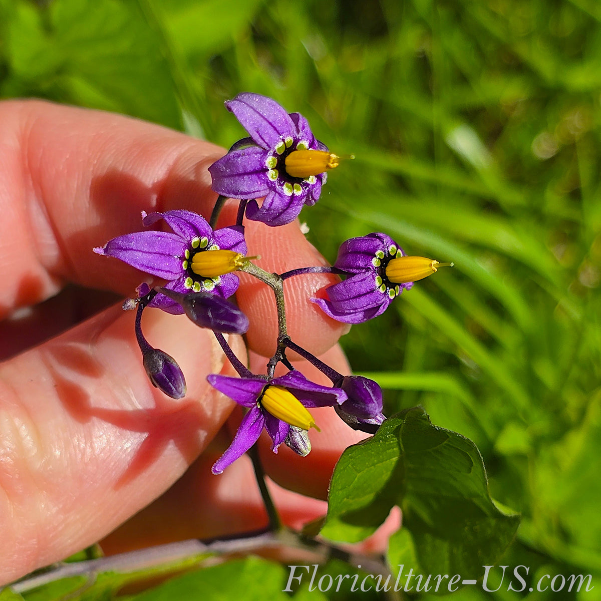 Macro shot of purple nightshade flower with bright yellow central cone