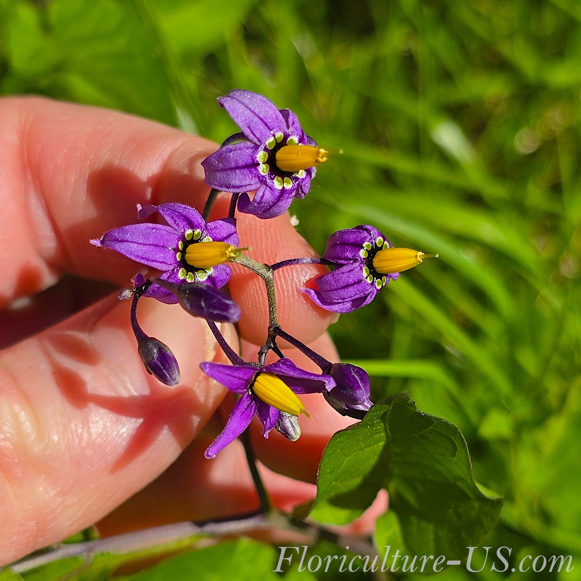 Macro shot of purple nightshade flower with bright yellow central cone