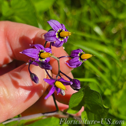 Macro shot of purple nightshade flower with bright yellow central cone