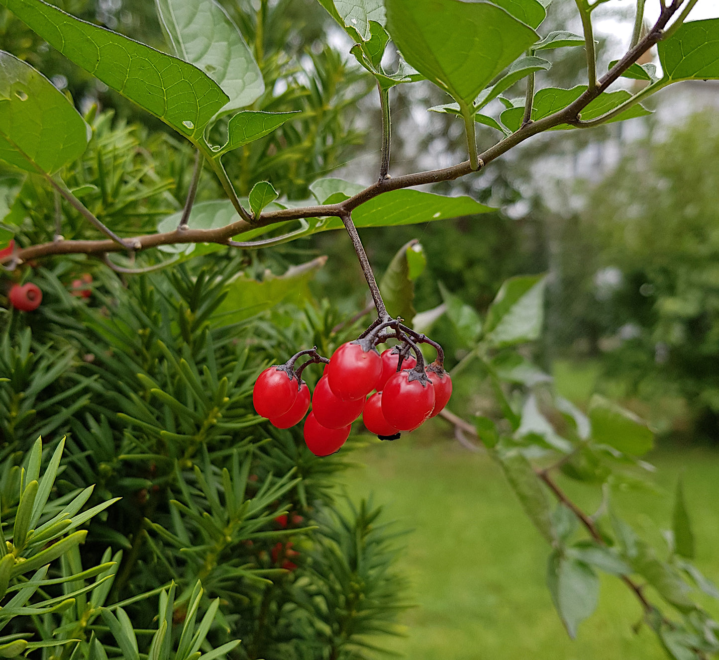 A cluster of showy ripe red berries on a Bittersweet Nightshade vine