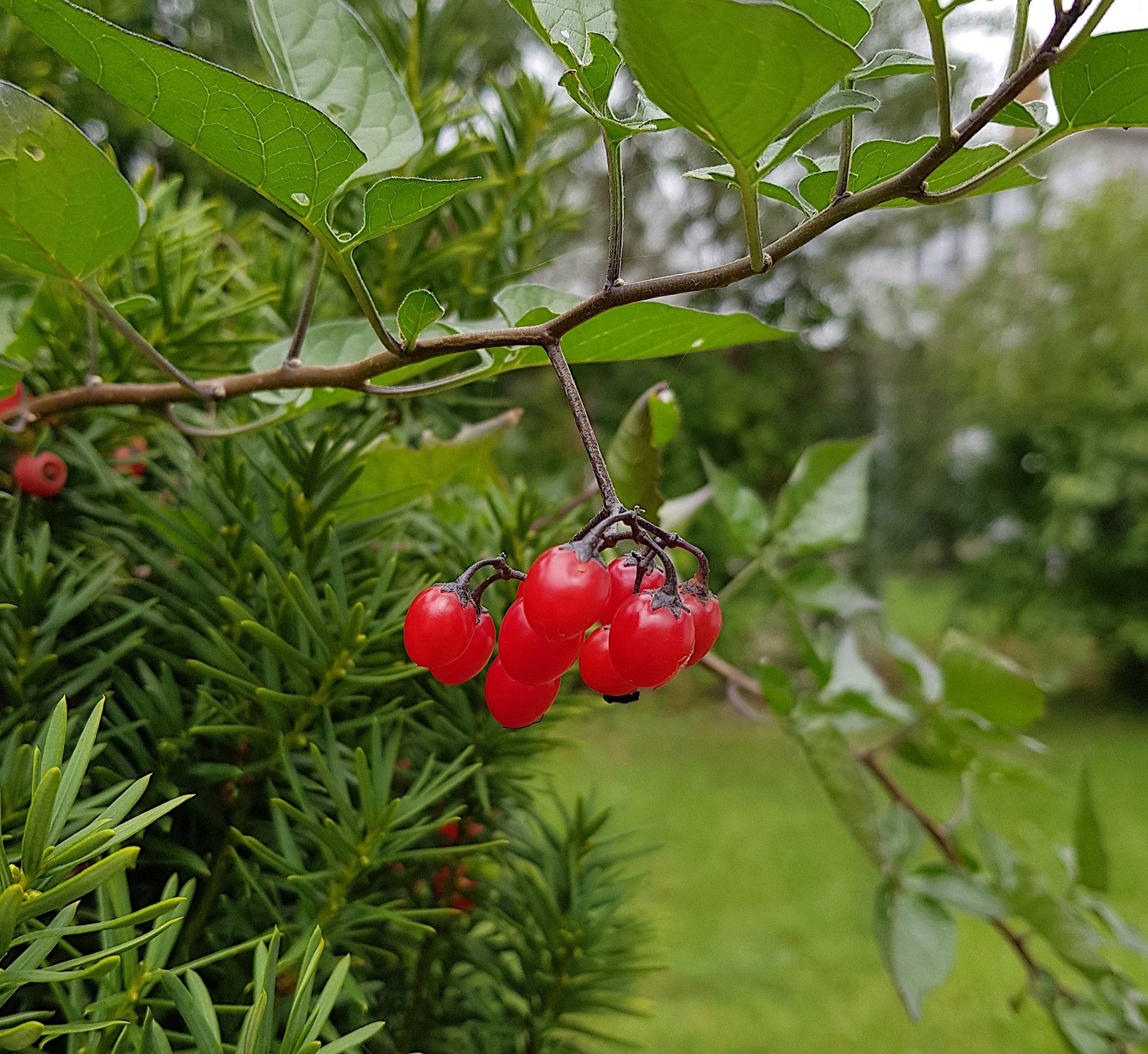 A cluster of showy ripe red berries on a Bittersweet Nightshade vine