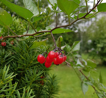A cluster of showy ripe red berries on a Bittersweet Nightshade vine