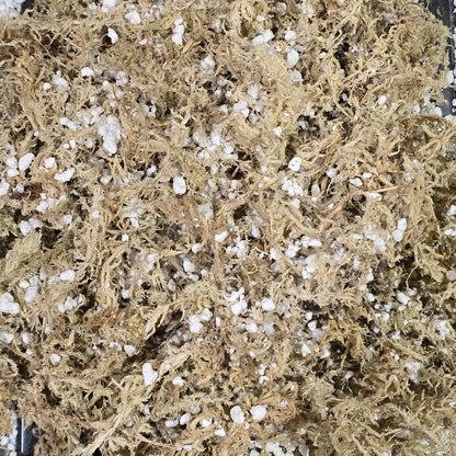 Textured close up of premium dry sphagnum moss and perlite soil mix for carnivorous plants. Lightweight substrate blend details.