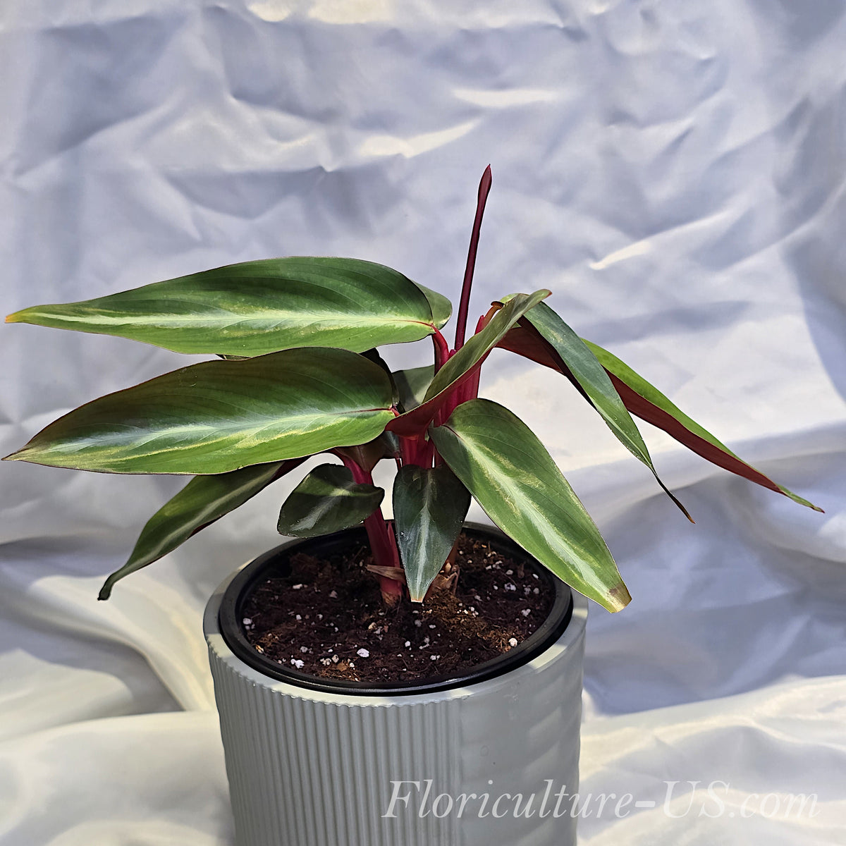 Full view of a dense compact Stromanthe Sanguinea clump ideal for indoor collections.