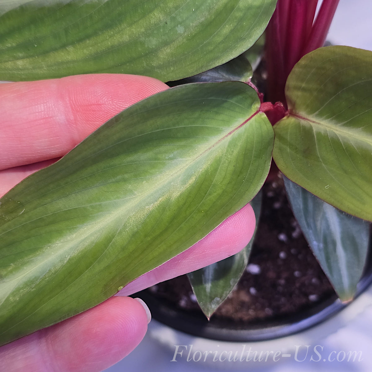 Close-up of the dark green upper leaf surface with a light V-shaped pattern.