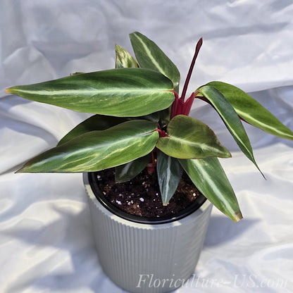 Healthy Stromanthe Sanguinea live houseplant showing its striking variegated foliage.