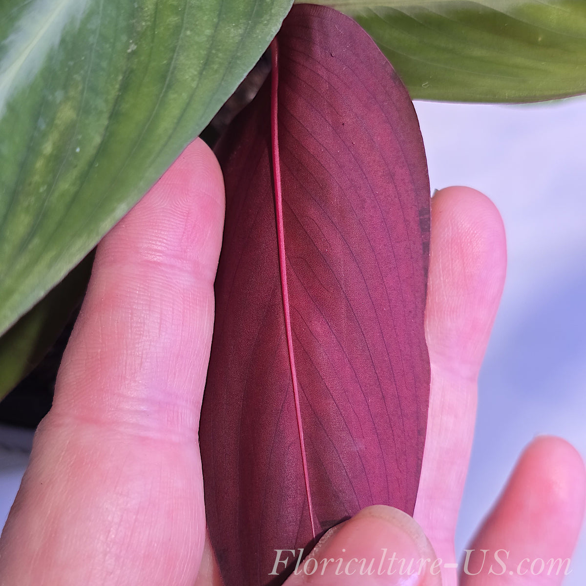Detailed view of the vivid blood-red and maroon undersides of Stromanthe Sanguinea leaves.