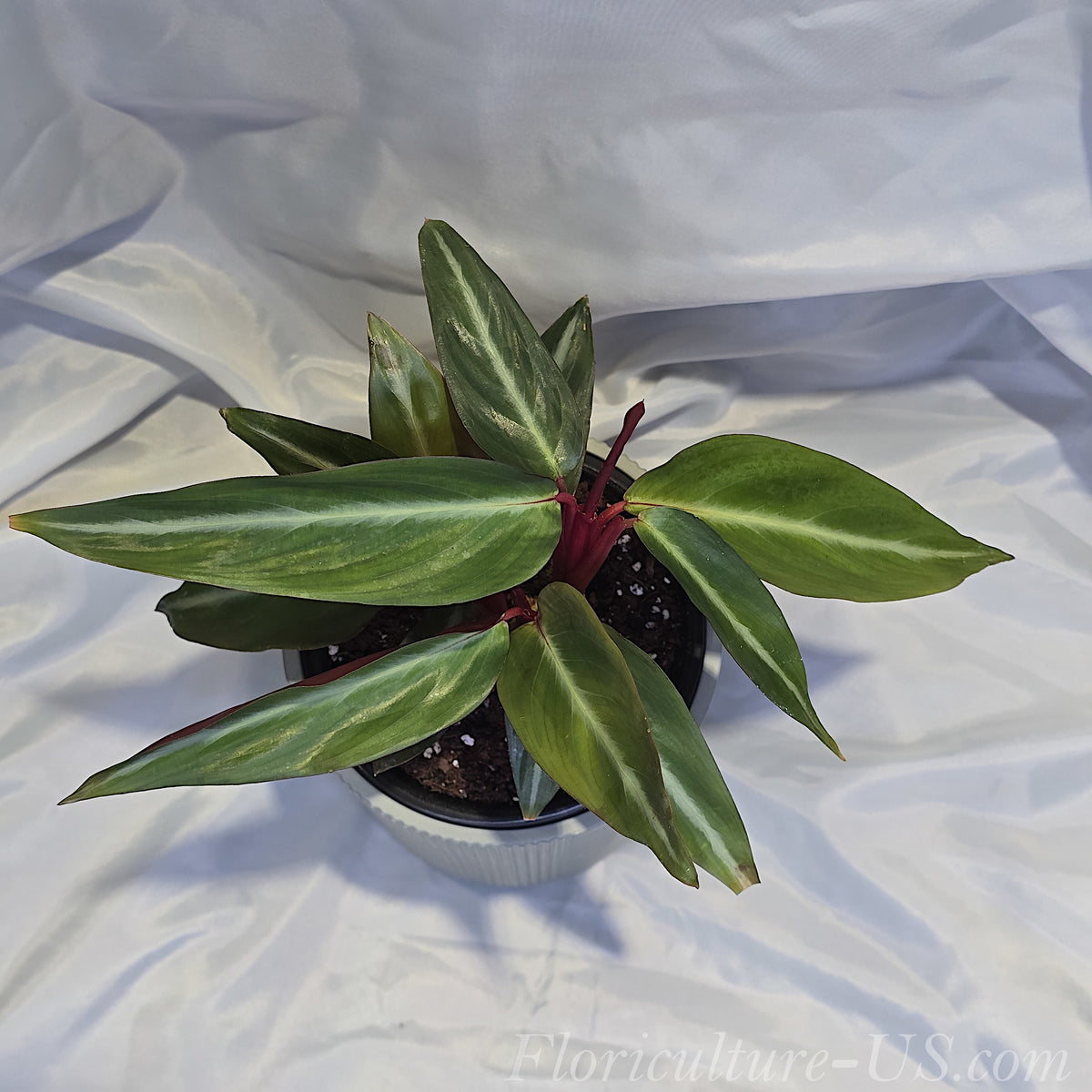 Example of the Stromanthe Sanguinea plant size shipped in a 4-inch pot.