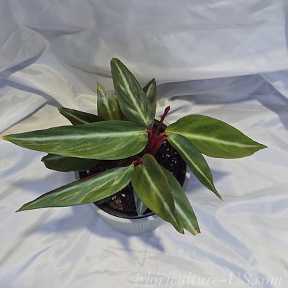Example of the Stromanthe Sanguinea plant size shipped in a 4-inch pot.
