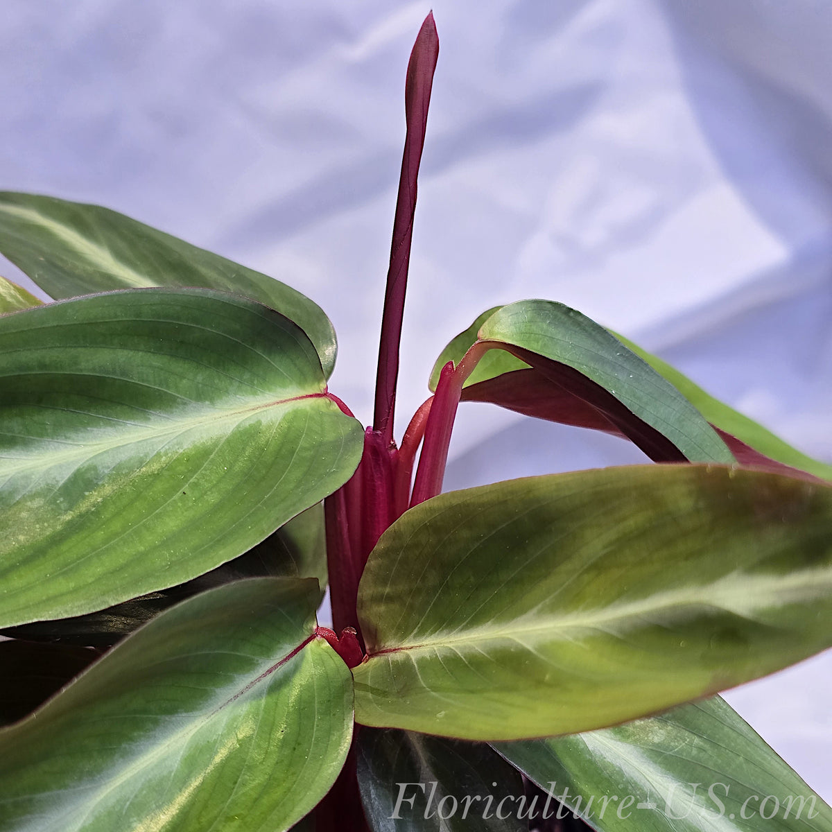Close-up of variegated Stromanthe Sanguinea leaves showing the detailed dark green and light cream V-shaped patterns.