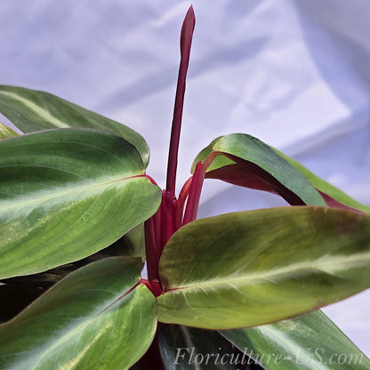 Close-up of variegated Stromanthe Sanguinea leaves showing the detailed dark green and light cream V-shaped patterns.