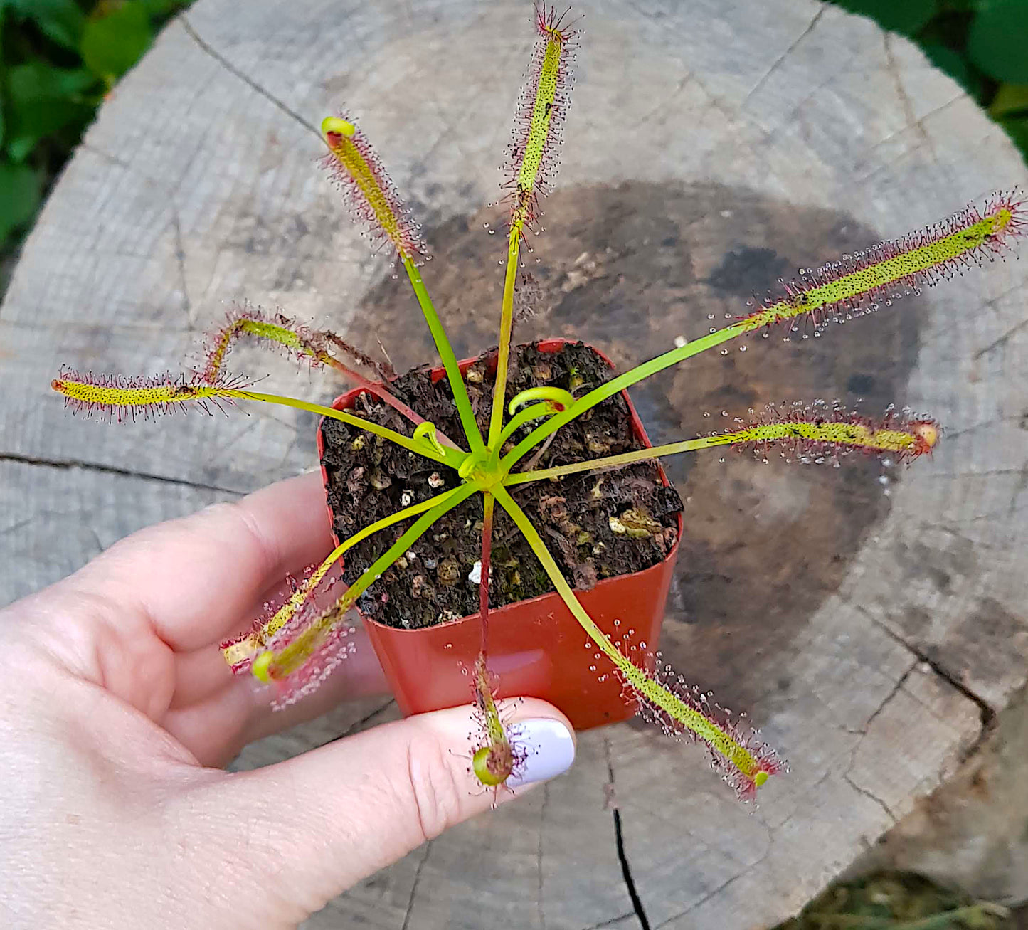 Healthy sub-tropical Cape Sundew plant thriving in a standard indoor pot.