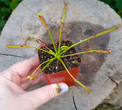 Healthy sub-tropical Cape Sundew plant thriving in a standard indoor pot.
