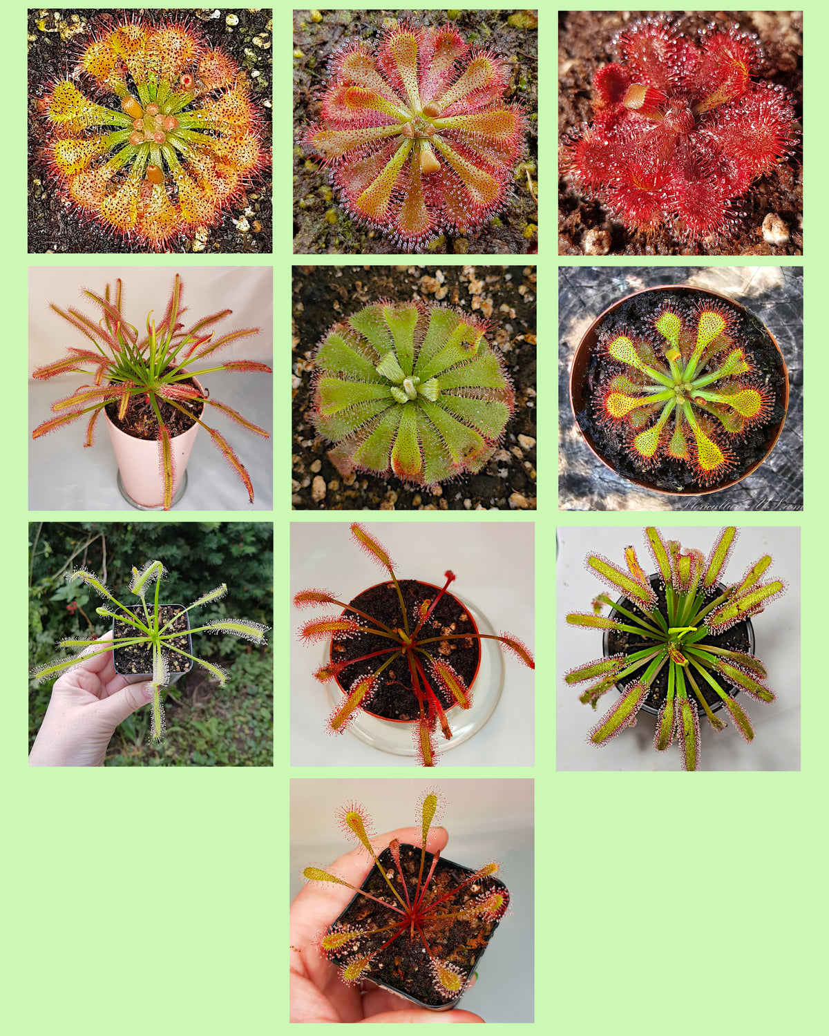 A collage showing various healthy subtropical drosera sundew varieties included in the carnivorous plant seeds mix.