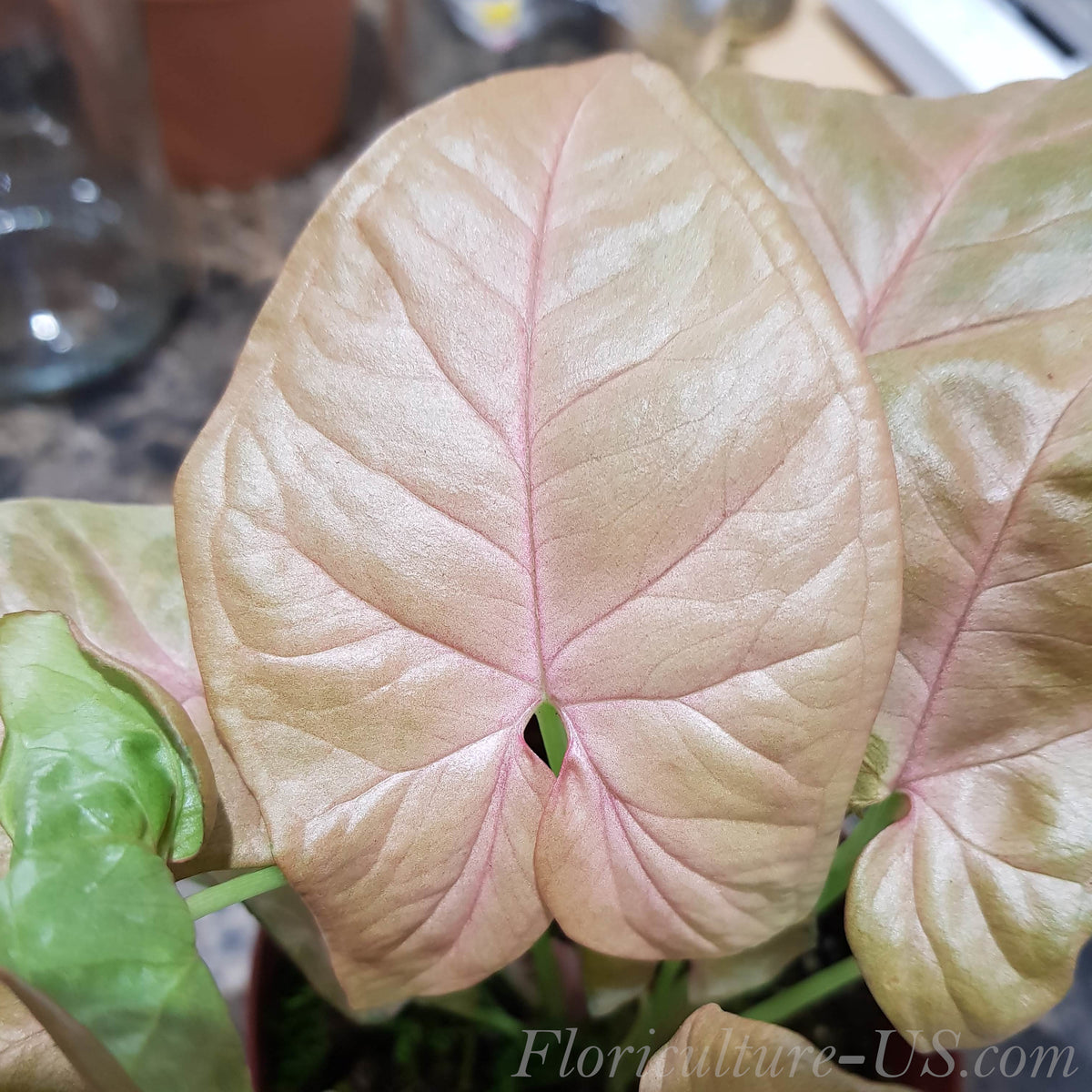 Close-up of pastel pink arrow-shaped leaves of Syngonium Neon