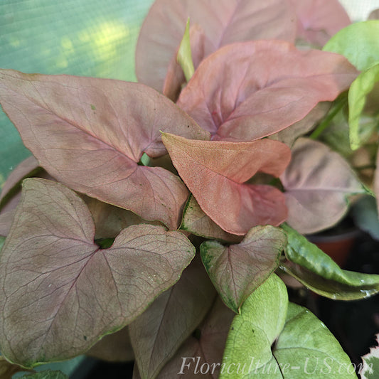 Syngonium Neon Pink Arrowhead trailing vine as a decorative indoor plant