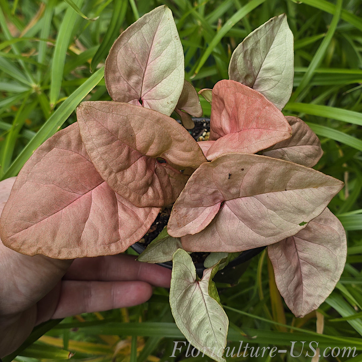Top view of Syngonium Podophyllum Neon growing as a compact bush