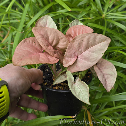 Syngonium Podophyllum Neon Pink Arrowhead houseplant in a pot