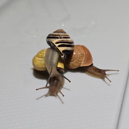 Three Cepaea Nemoralis snails