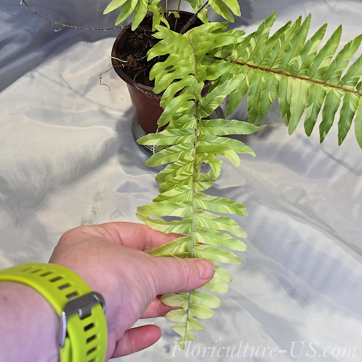 A hand with a bright lime-green watch strap holding a long variegated frond of a Tiger Boston Fern (Nephrolepis exaltata 'Tiger') in a brown nursery pot against a light gray fabric background, showing distinct yellow-gold stripes. 