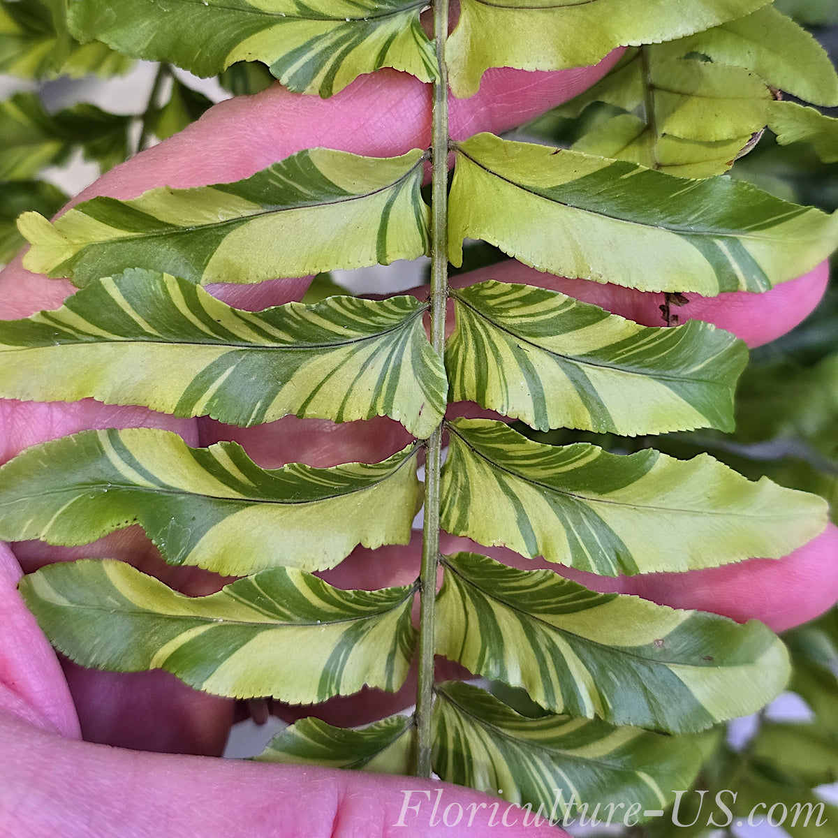 A close-up view of the vibrant variegated foliage on a Tiger Stripe Boston Fern. Detailed texture of the unique yellow-gold and deep green patterned fronds.