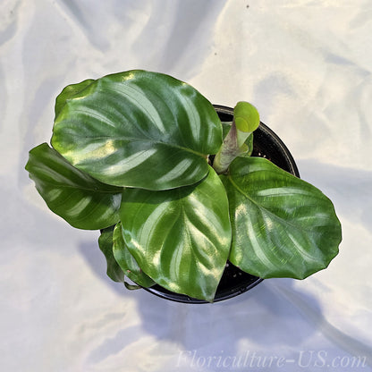 Calathea Orbifolia