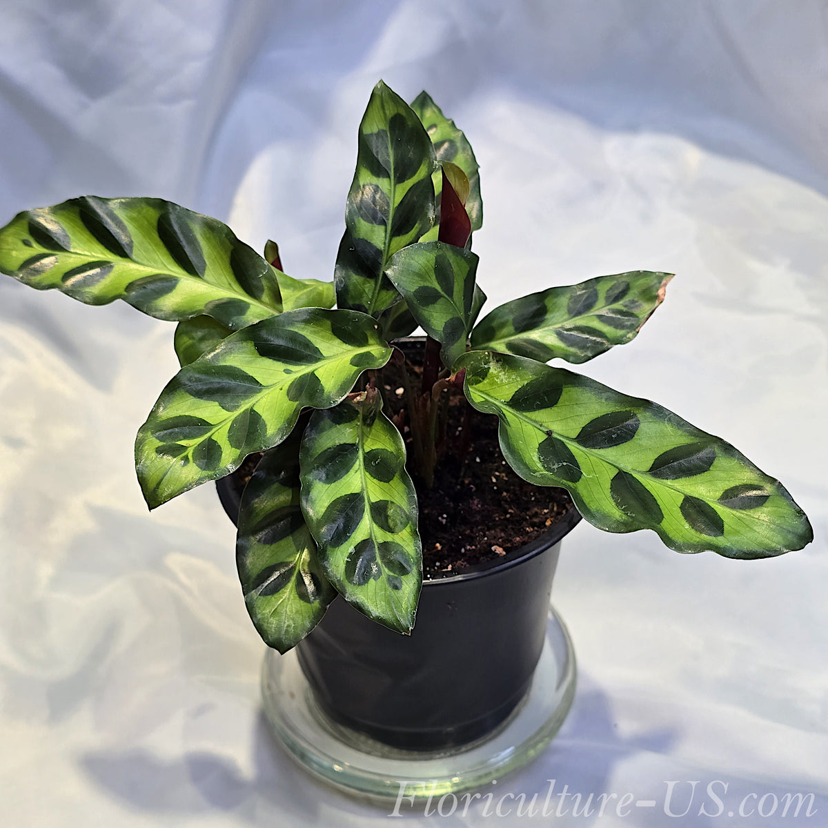 Live Calathea Insignis rattlesnake prayer plant in a pot