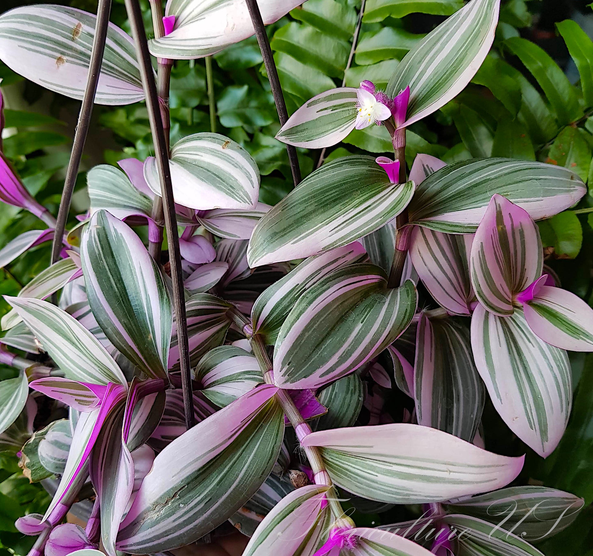 Close-up of Tradescantia Nanouk bright pink, purple, and green striped leaves with a single small white flower blooming on the stem.