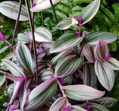 Close-up of Tradescantia Nanouk bright pink, purple, and green striped leaves with a single small white flower blooming on the stem.