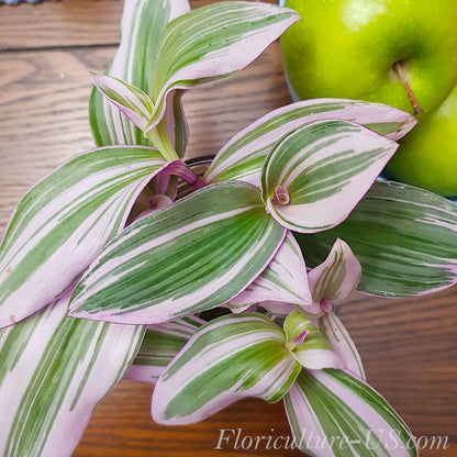 Three unrooted Tradescantia Nanouk plant cuttings showing vibrant pink and purple leaves