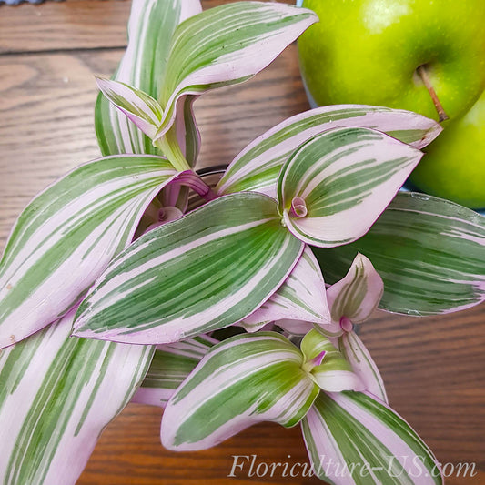 Three unrooted Tradescantia Nanouk plant cuttings showing vibrant pink and purple leaves