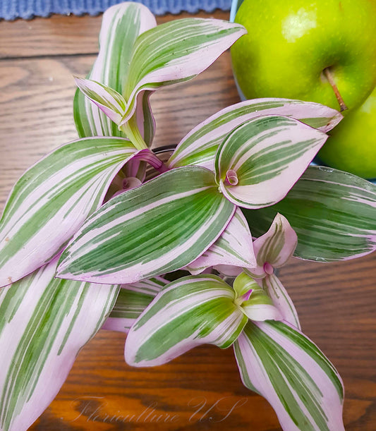 Tradescantia Nanouk, 5 Cuttings