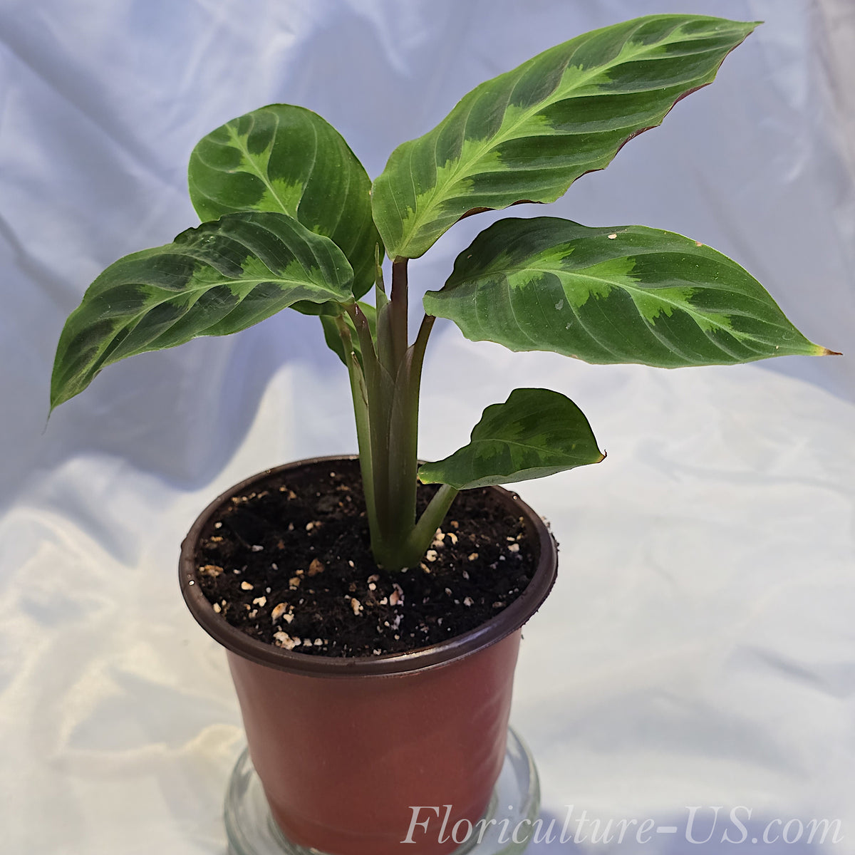 Side view of a potted Calathea Warscewiczii live plant suitable for solo care or an indoor collection